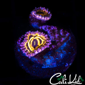 Stratosphere Zoa