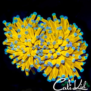 SUPER BRIGHT BANANA TORCH DOUBLE