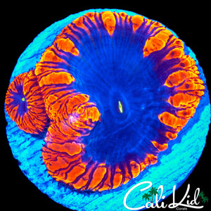 XXL SUPERMAN BLASTO DOUBLE