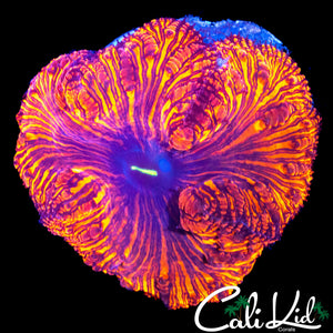 XL PIN STRIPE BLASTO