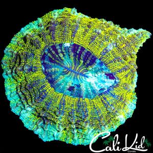 TRI COLOR ACANTHO / MEAT CORAL
