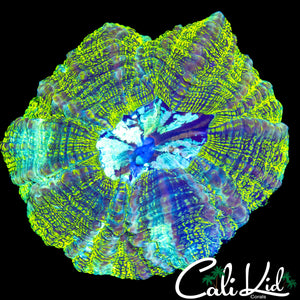 TRI COLOR ACANTHO / MEAT CORAL