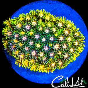 YELLOW EYE RAINBOW COLONY