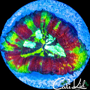 SPLATTER MINI SYMPHYLLIA