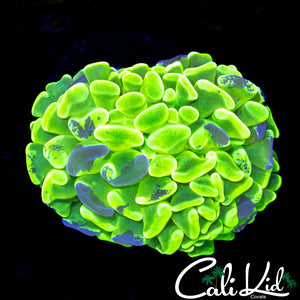 SPLATTER BRANCHING HAMMER