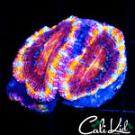 ULTIMATE RAINBOW ACAN DOUBLE