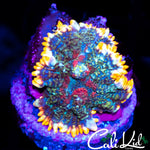 TRI COLOR RHODACTIS