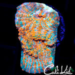 ORANGE CONVICT CHALICE