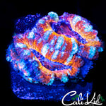 WHITE STRIPE ACAN DOUBLE