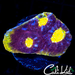 SOLOMAN ISLAND RAINBOW CHALICE