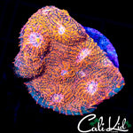 ULTRA CONVICT CHALICE CHUNK
