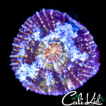 AUSSIE BUG EYE CHALICE COLONY