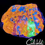 RARE RAINBOW CHALICE COLONY