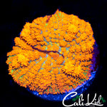 FOREST FIRE BOUNCE MUSHROOM