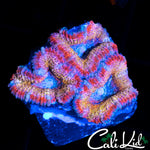 ULTRA RAINBOW ACAN TRIPLE