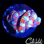 WHITE STRIPE ACAN TRIPLE
