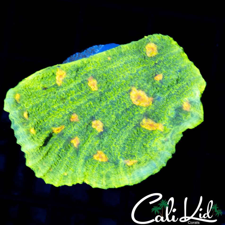 SPACE INVADER CHALICE