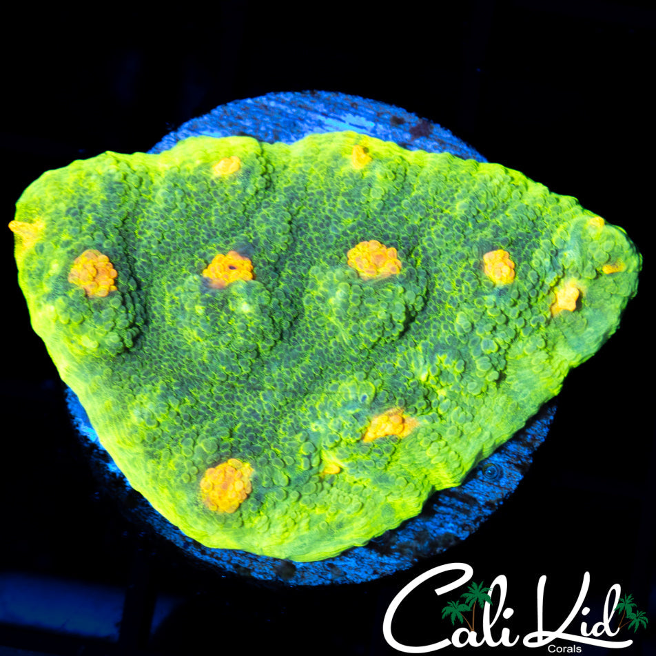 SPACE INVADER CHALICE