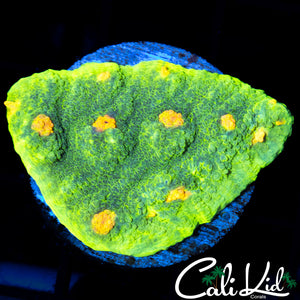 SPACE INVADER CHALICE