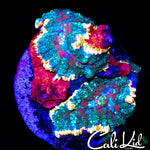 TRI COLOR RHODACTIS DOUBLE