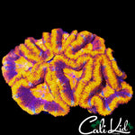 ULTRA RAINBOW ACAN MINI COLONY