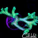 ULTRA BIRDSNEST FRAG