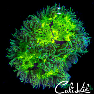 XL SUPER BRIGHT ELEGANCE