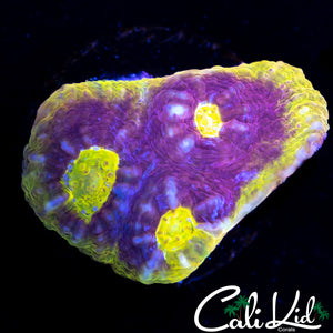 SOLOMAN ISLAND RAINBOW CHALICE