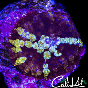 XL WHITE STAR PIN CUSHION SHROOM