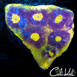 SOLOMAN ISLAND RAINBOW CHALICE COLONY