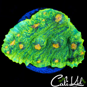 SPACE INVADER CHALICE