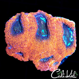 SRIRACHA BOWER MINI COLONY