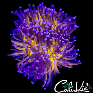 TIGER TORCH COLONY