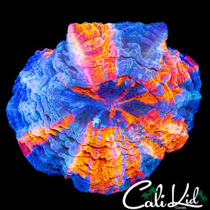 STUNNING ACANTHO / MEAT CORAL