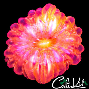 TRANSLUCENT CYNARINA