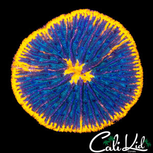TRI COLOR FUNGIA