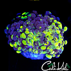 SPLATTER BRANCHING HAMMER