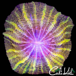 XXXL MOHEGAN SUN ACANTHO