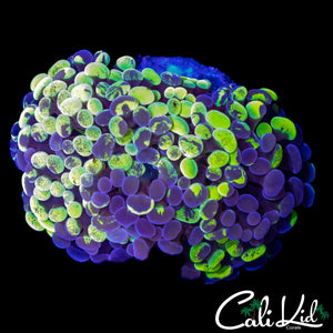 SPLATTER BOMB BRANCHING HAMMER