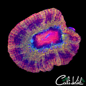 XL MERKULES TYPE ACAN