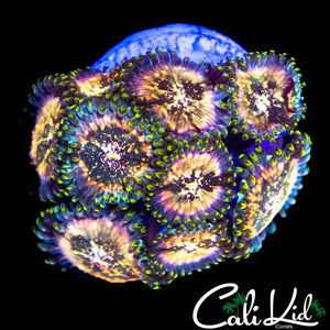 SOUR PUNCH ZOA MINI COLONY