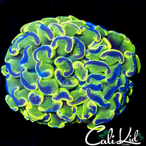 SPLATTER BRANCHING HAMMER