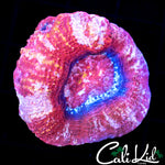 STRAWBERRY FIELDS BOWER