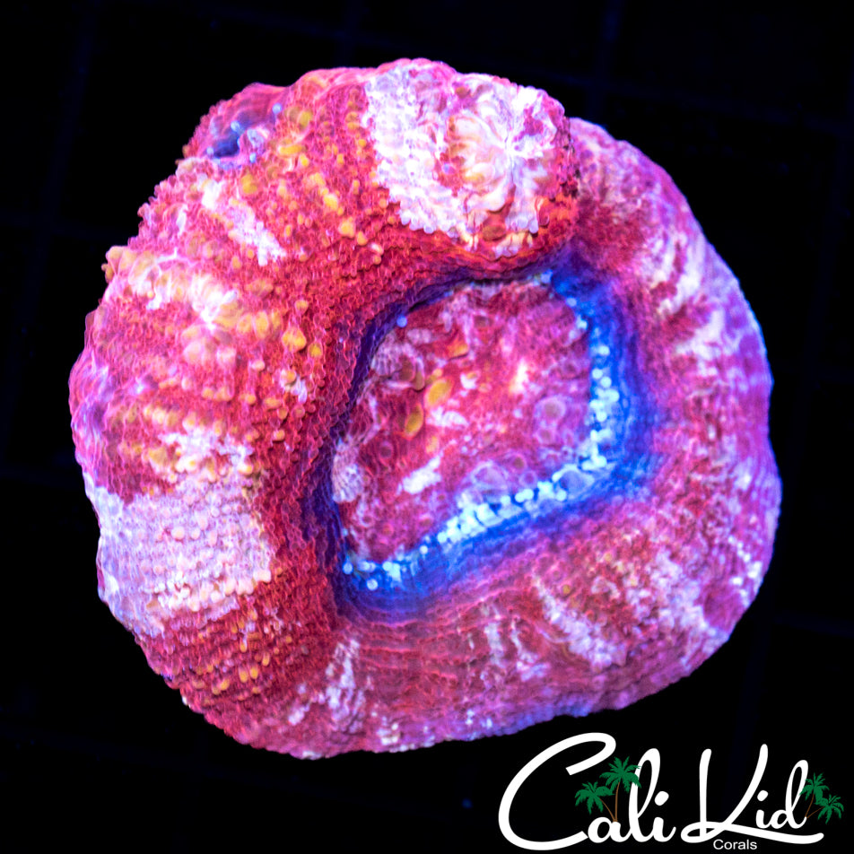 STRAWBERRY FIELDS BOWER