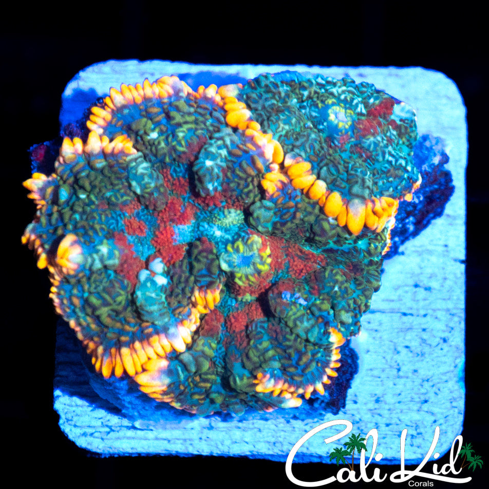 TRI COLOR RHODACTIS DOUBLE