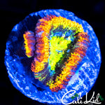 ULTIMATE RAINBOW ACAN W/ BABY