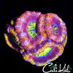 ULTRA RAINBOW ACAN MINI COLONY