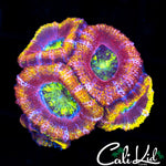 ULTRA RAINBOW ACAN MINI COLONY