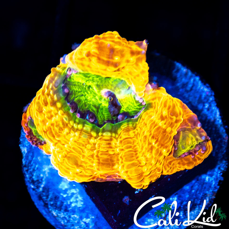 SNIPER SPS RAINBOW BOWER