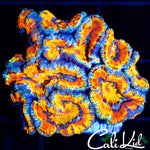 ULTIMATE RAINBOW ACAN MINI COLONY